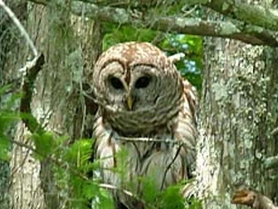 New Orleans: Honey Island Swamp Tour - Watching for alligators and other wildlife