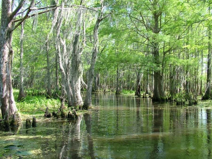 New Orleans: Honey Island Swamp Tour - What the guide adds to the boat ride