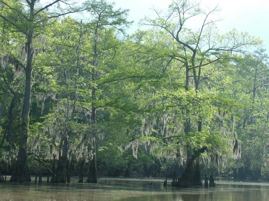 New Orleans: Honey Island Swamp Tour - Choosing morning, afternoon, or evening