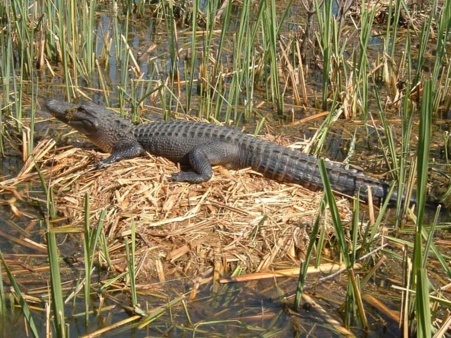 New Orleans: Honey Island Swamp Tour - Practical details before you book