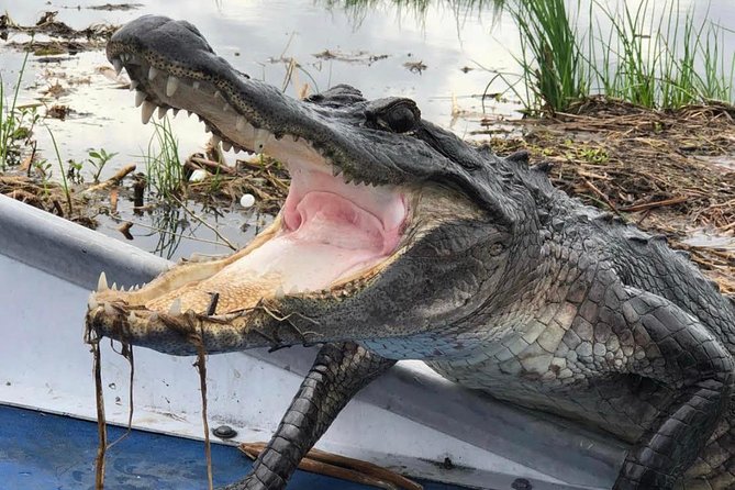 New Orleans Large Airboat Swamp Tour - Key points to know before you go