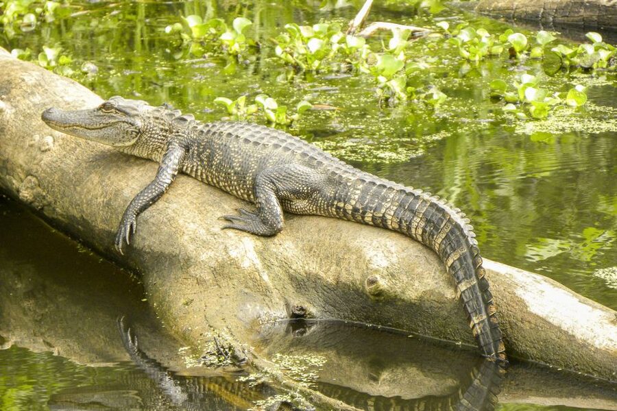 New Orleans Manchac Bayou Swamp Cruise W/ Optional Pick-Up - Why Manchac Bayou makes a good New Orleans side trip