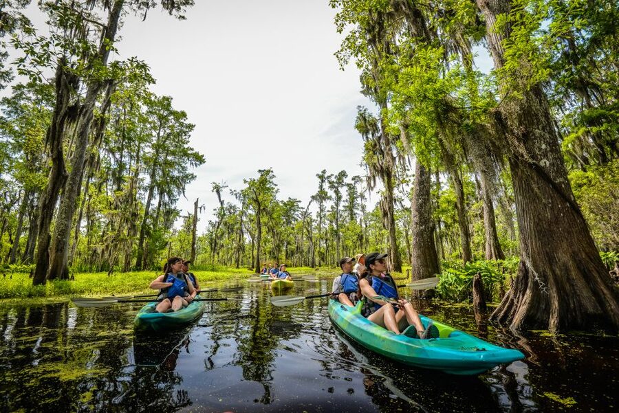 New Orleans: Manchac Magic Kayak Swamp Tour - Is $90 a fair price?