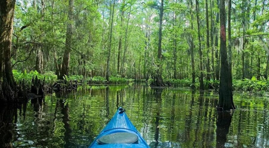 New Orleans: Manchac Magic Kayak Swamp Tour - Weather, clothing, and comfort