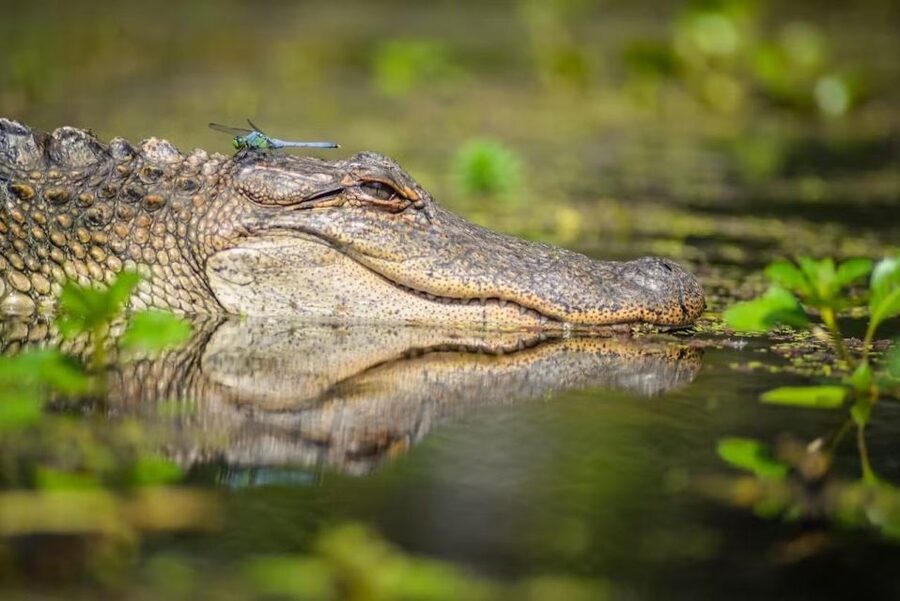 New Orleans: Manchac Magic Kayak Swamp Tour - Meeting at 732 N Rampart Street