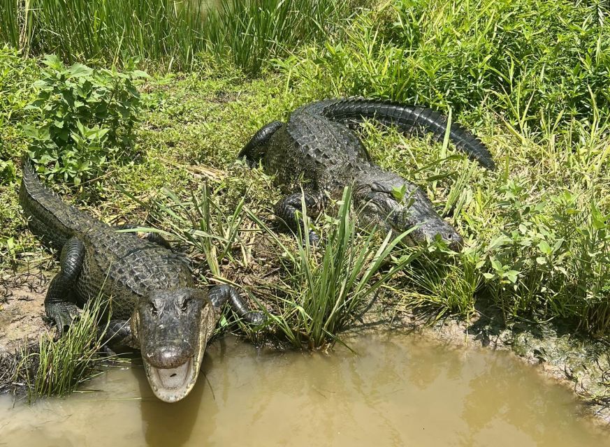 New Orleans: Oak Alley or Laura Plantation & Airboat Tour - Practical details that affect your day