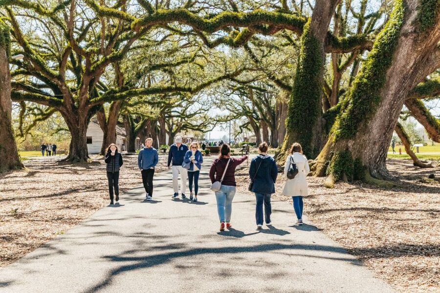 New Orleans: Oak Alley Plantation & Airboat Swamp Combo Tour - Alligators, birds, and the luck of the water