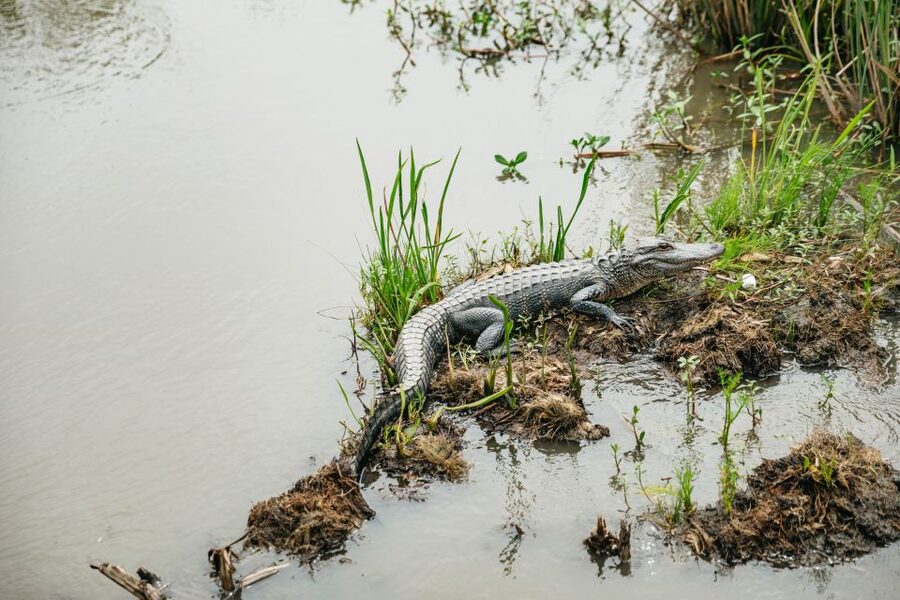 New Orleans: Oak Alley Plantation and Swamp Cruise Day Trip - Why this plantation and swamp combination works