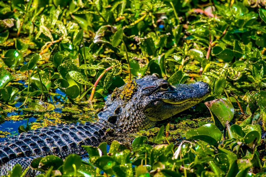 New Orleans: Oak Alley Plantation and Swamp Cruise Day Trip - Alligators, snakes, and the stories of the bayou