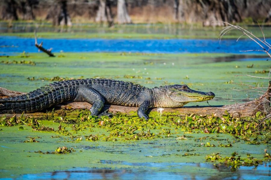 New Orleans: Oak Alley Plantation and Swamp Cruise Day Trip - Who will get the most from this day