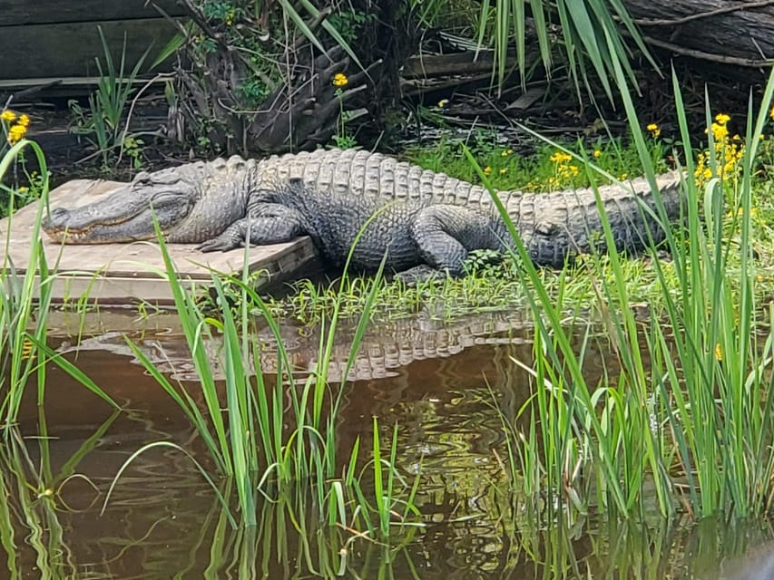 New Orleans: Oak Alley Plantation -N- Swamp Tour Full Day - Practical ways to make the day better