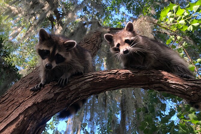 New Orleans Premium Six-Passenger Airboat Adventure - Wildlife you may see in different weather