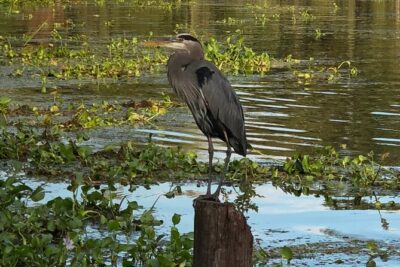 New Orleans Premium Six-Passenger Airboat Adventure