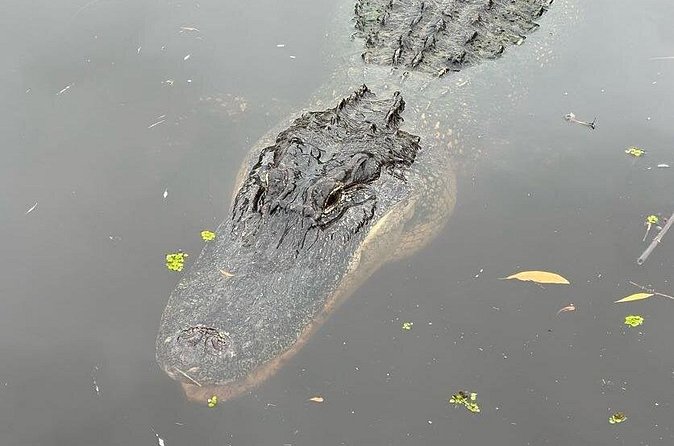 New Orleans Premium Six-Passenger Airboat Adventure - Practical details that can save you trouble