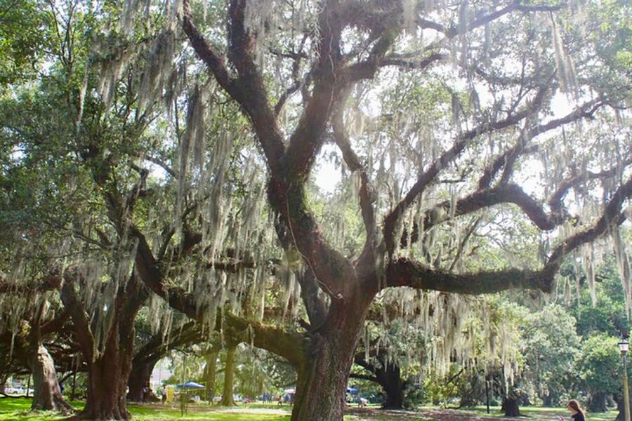 New Orleans: Scenic City Bike Tour - Start in the French Quarter, then follow the city outward