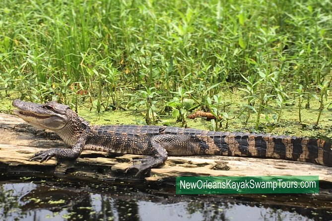 New Orleans Self-Guided Kayak Bayou Swamp Tour - The Swamp Swing and the Distant Skyline
