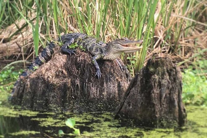 New Orleans Self-Guided Kayak Bayou Swamp Tour - What to Wear and Pack for a Dry, Comfortable Paddle