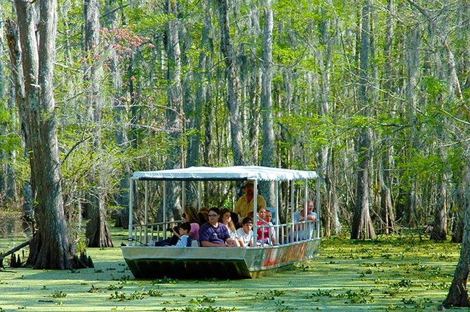 New Orleans Self-Transport Swamp and Bayou Boat Tour - Watching for alligators and other swamp wildlife