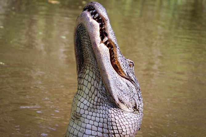 New Orleans Small-Group Airboat Swamp Tour - Reaching the Barataria Preserve departure point