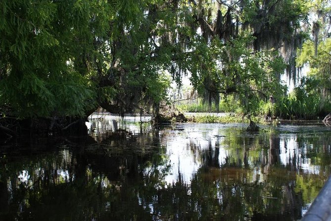 New Orleans Small-Group Airboat Swamp Tour - Searching for alligators in the bayou