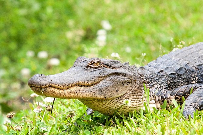 New Orleans Swamp and Bayou Alligator Tour - From French Quarter streets to Barataria’s quiet water