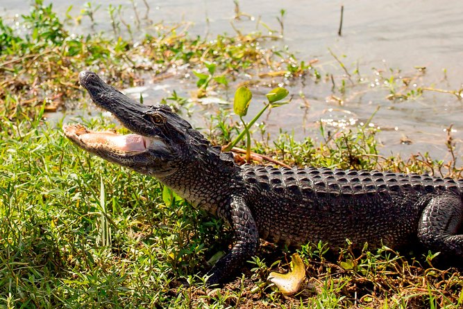 New Orleans Swamp and Bayou Alligator Tour - How much time and money should you allow?