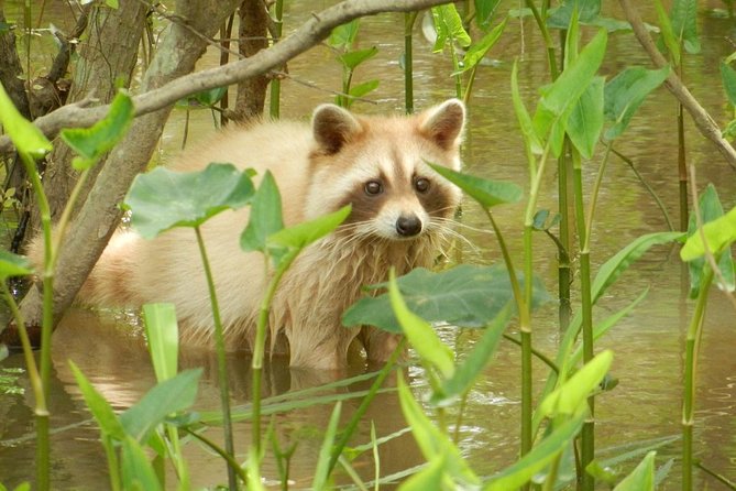 New Orleans Swamp and Bayou Boat Tour with Transportation - Cajun culture and the water-access village