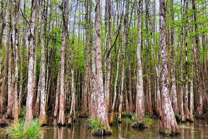 New Orleans Swamp and Bayou Boat Tour with Transportation - Evaluating the $70.12 price