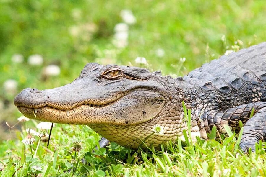 New Orleans: Swamp Boat Ride & Oak Alley Plantation Tour - The stories beyond the mansion