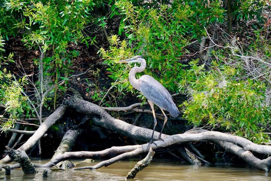 New Orleans: Swamp Boat Ride & Oak Alley Plantation Tour - Smart ways to prepare