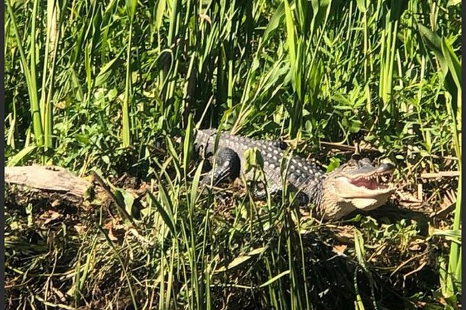 New Orleans Swamp Tour Boat Adventure - The first 20 minutes: water, trees, and the wetland system
