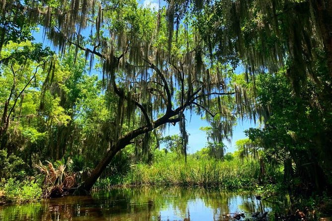 New Orleans Swamp Tour Boat Adventure with Transportation - What the covered swamp boat is like