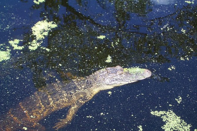 New Orleans Swamp Tour Boat Adventure with Transportation - Burial mounds, cemeteries, and Cajun stories