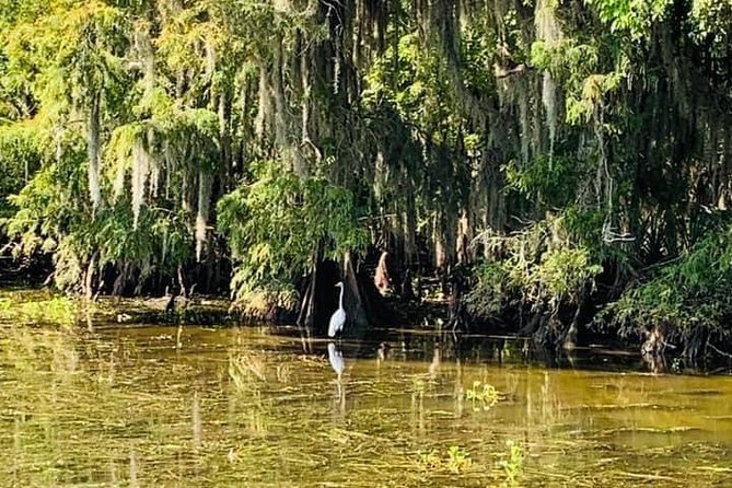 New Orleans Swamp Tour Boat Adventure with Transportation - The guides make or break the boat ride