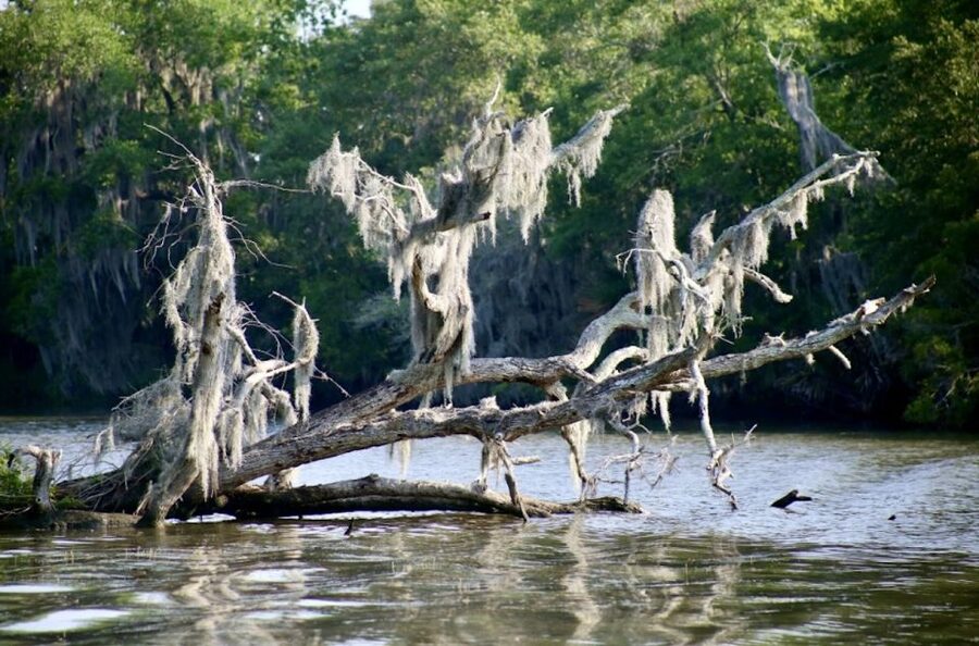 New Orleans: Swamp Tour on Covered Pontoon Boat - Practical booking advice
