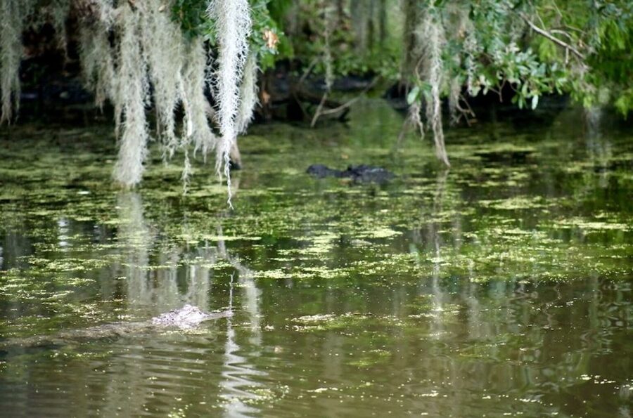 New Orleans: Swamp Tour on Covered Pontoon Boat - Leaving New Orleans for Jean Lafitte