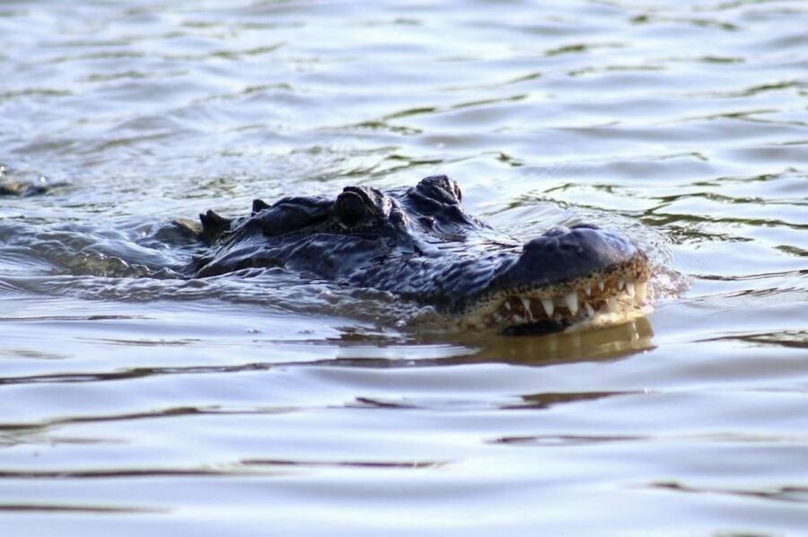 New Orleans: Swamp Tour on Covered Pontoon Boat - Reading the cypress swamp