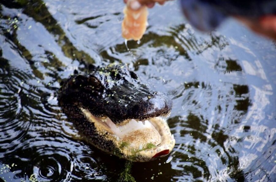 New Orleans: Swamp Tour on Covered Pontoon Boat - Alligators, birds, and unexpected animals