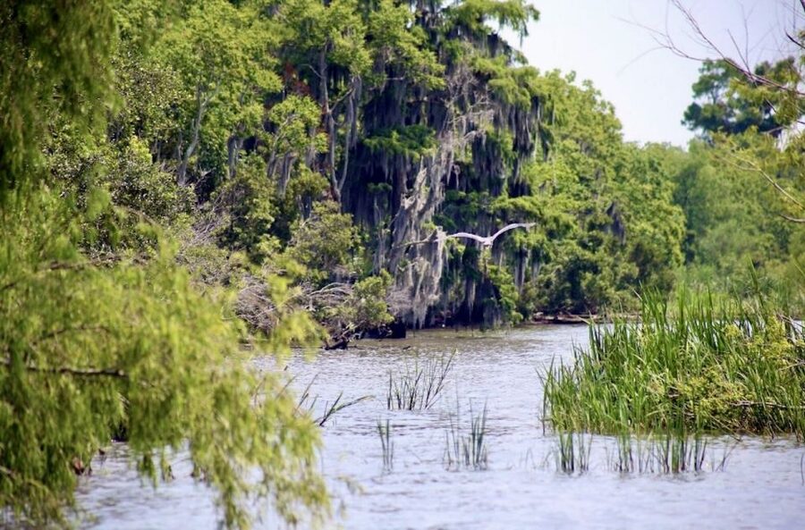 New Orleans: Swamp Tour on Covered Pontoon Boat - Why the pontoon is a smart choice