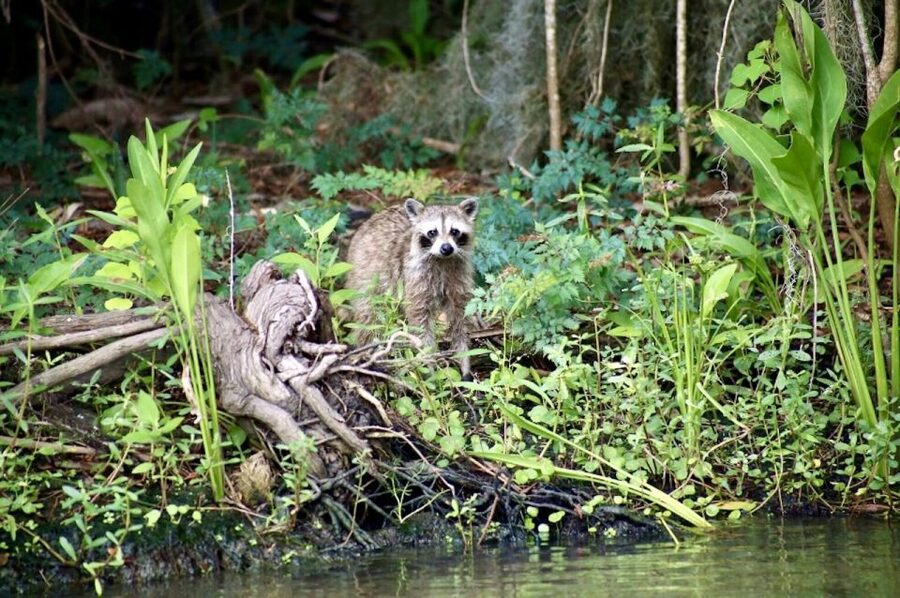 New Orleans: Swamp Tour on Covered Pontoon Boat - Timing, weather, and what to wear