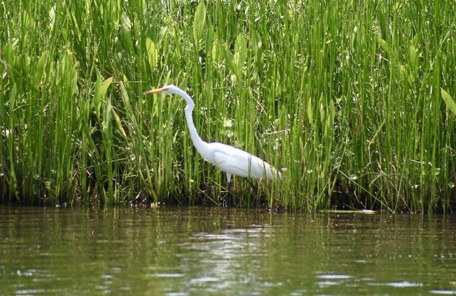 New Orleans: Swamp Tour on Covered Pontoon Boat - Who will enjoy this swamp tour most?