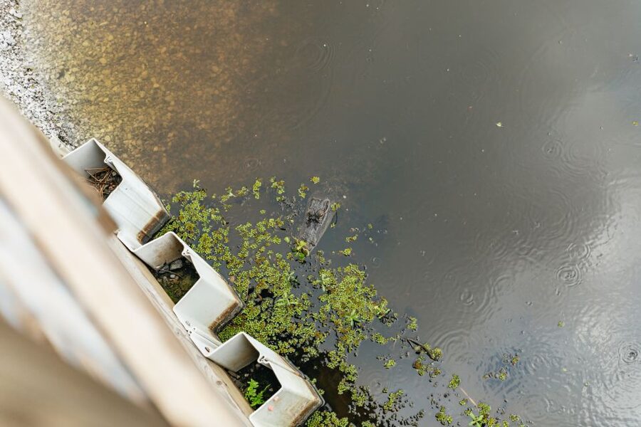 New Orleans: Swamp Zipline Tour - Leaving New Orleans for Frenier and the Maurepas Swamp