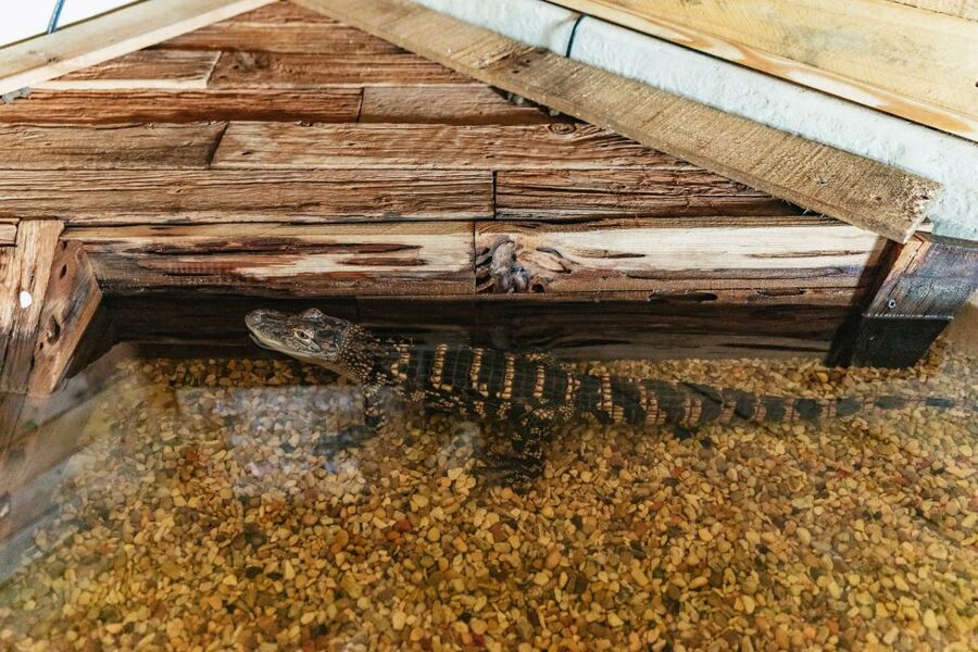 New Orleans: Swamp Zipline Tour - Wildlife from the treetops