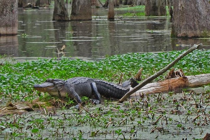 Oak Alley Plantation and Swamp Boat Tour from New Orleans - My call: book it for the contrast