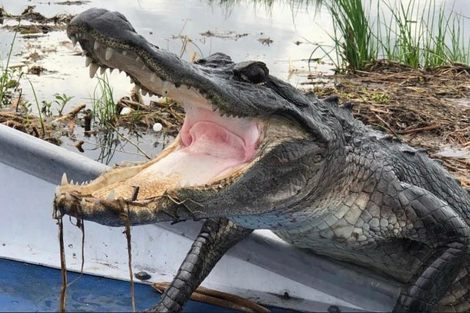 Small-Group Airboat Swamp Tour with Downtown New Orleans Pickup - From downtown New Orleans to the Barataria swamps