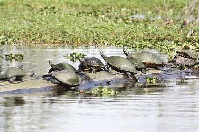 Small-Group Airboat Swamp Tour with Downtown New Orleans Pickup - Why the small group matters