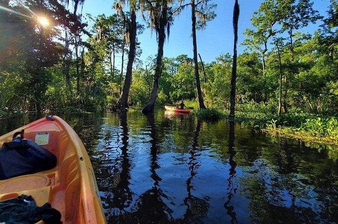 Small-Group Manchac Swamp Kayak Tour - Wildlife: what you might see