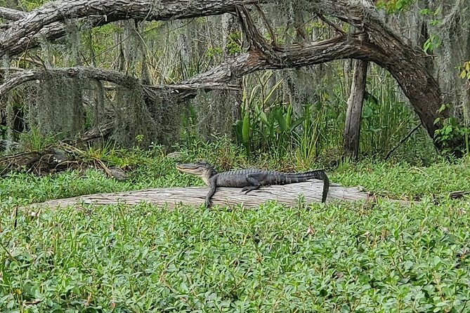 Small-Group Manchac Swamp Kayak Tour - What the guides add to the day