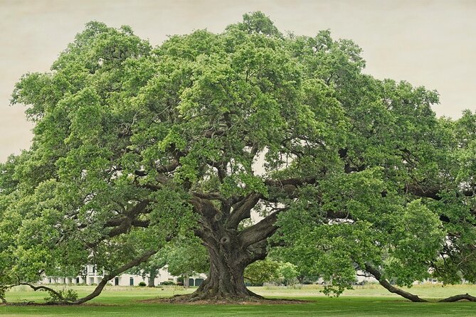 St. Joseph Plantation Tour - Booking details that matter