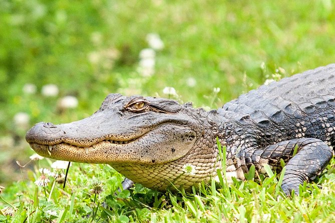 Ultimate Swamp Tour Experience with Transportation from New Orleans - Cajun life, Jean Lafitte, and stories from the captain